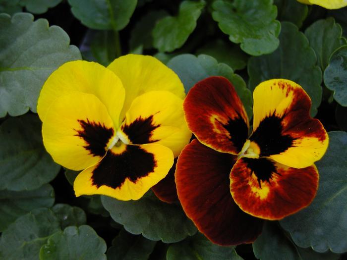 Pansy Matrix Autumn Blaze Mix - View 7 from www redcrocus com