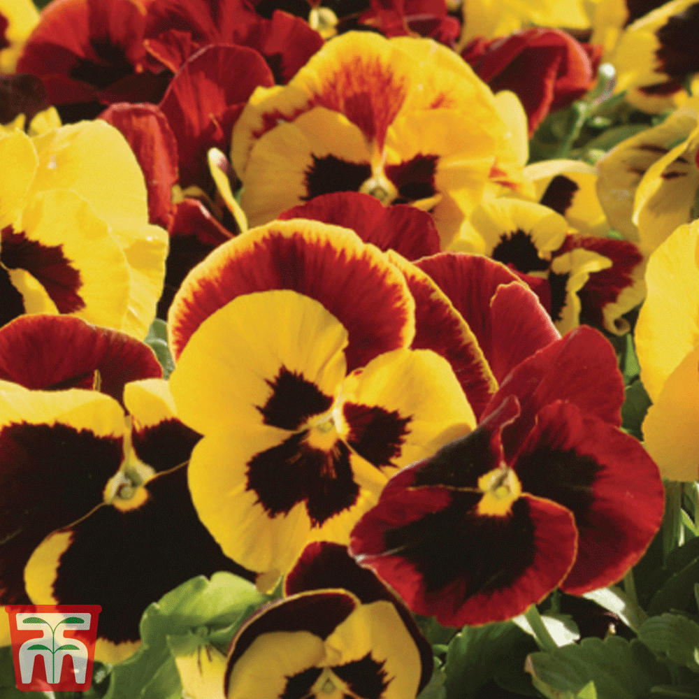 Pansy Matrix Autumn Blaze Mix - View 8 from www redcrocus com