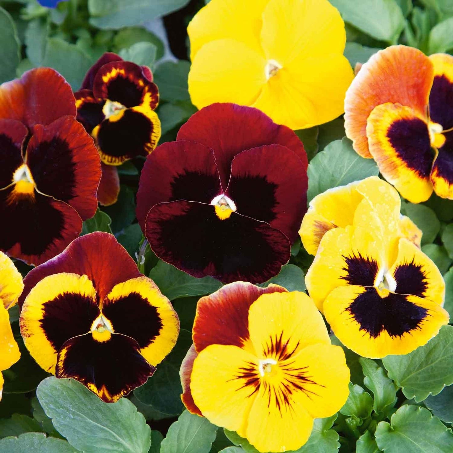 Pansy Matrix Autumn Blaze Mix - View 9 from www redcrocus com