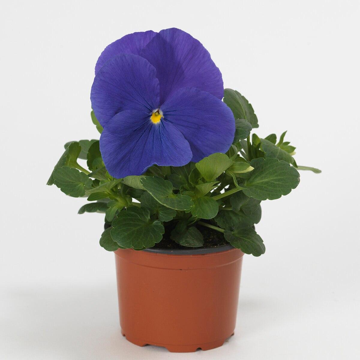 Pansy Matrix True Blue - View 10 from www redcrocus com