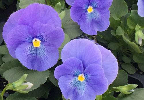 Pansy Matrix True Blue - View 11 from www redcrocus com