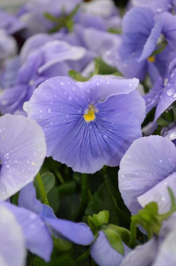Pansy Matrix True Blue - View 12 from www redcrocus com