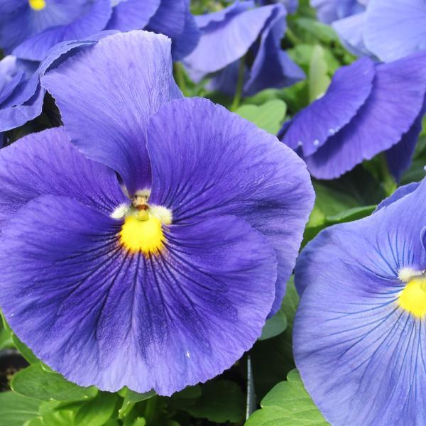 Pansy Matrix True Blue - View 2 from www redcrocus com