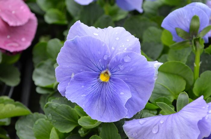 Pansy Matrix True Blue - View 3 from www redcrocus com