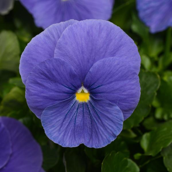 Pansy Matrix True Blue - View 4 from www redcrocus com