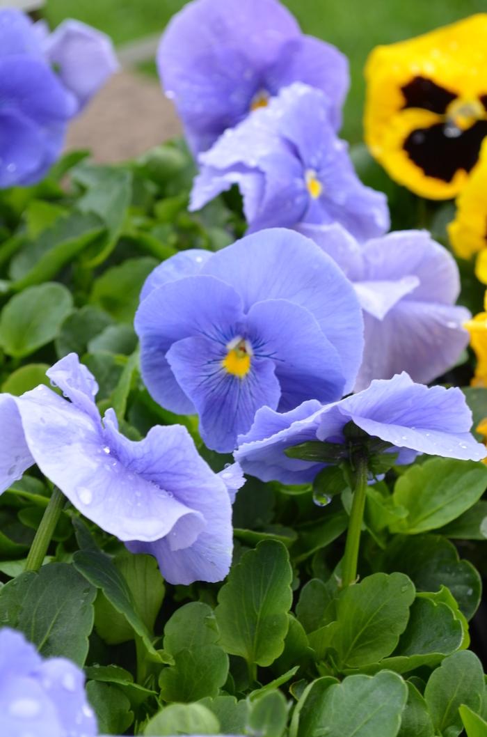 Pansy Matrix True Blue - View 5 from www redcrocus com
