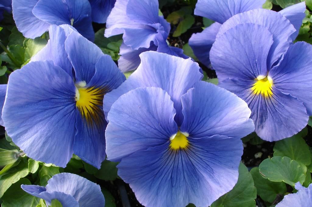 Pansy Matrix True Blue - View 6 from www redcrocus com