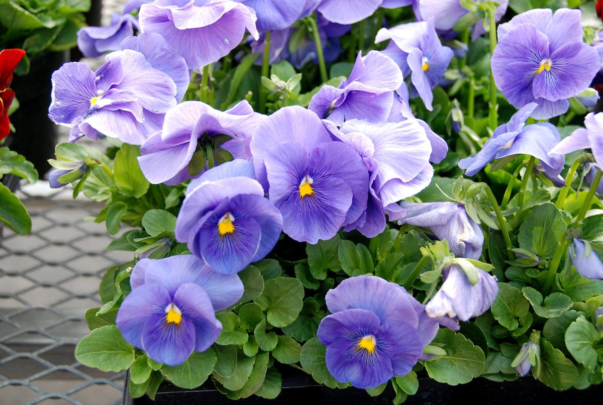 Pansy Matrix True Blue - View 7 from www redcrocus com