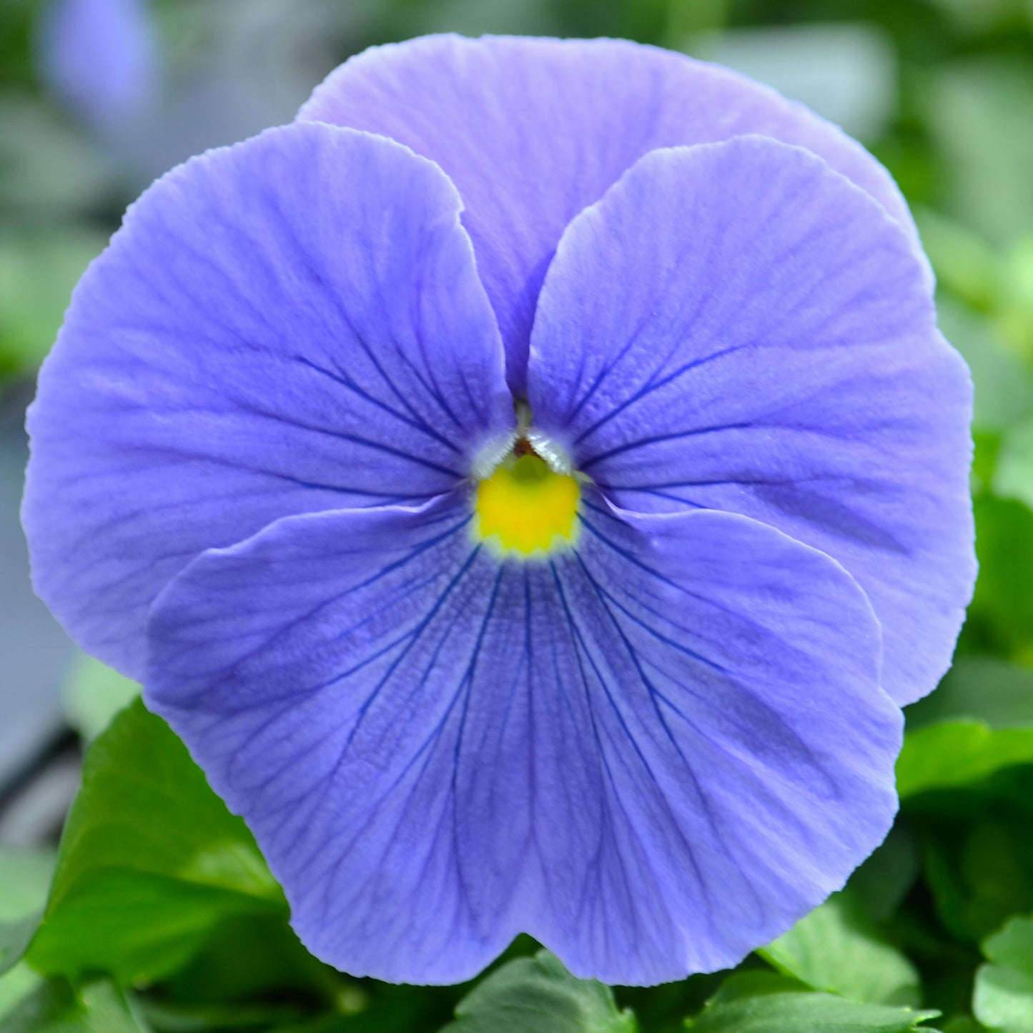 Pansy Matrix True Blue - View 9 from www redcrocus com