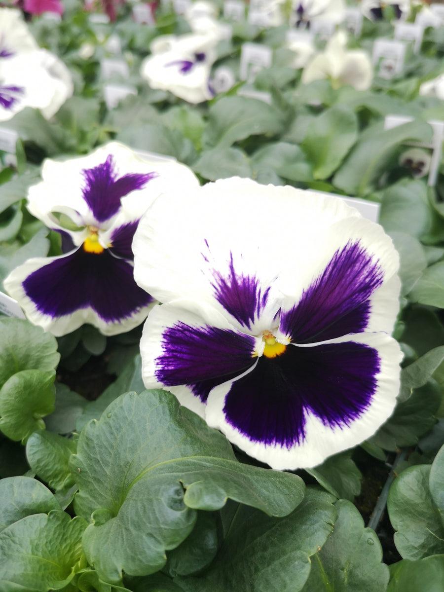 Pansy Matrix White - View 10 from www redcrocus com