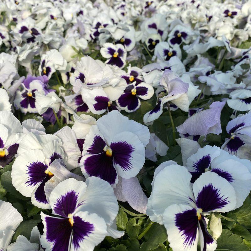 Pansy Matrix White - View 11 from www redcrocus com