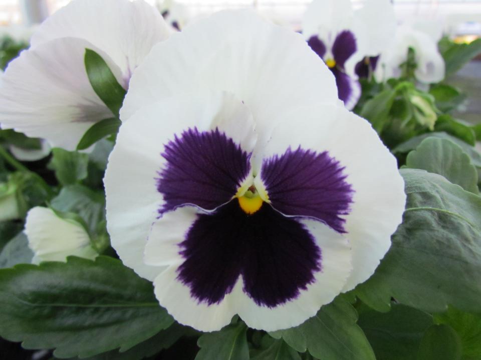 Pansy Matrix White - View 12 from www redcrocus com