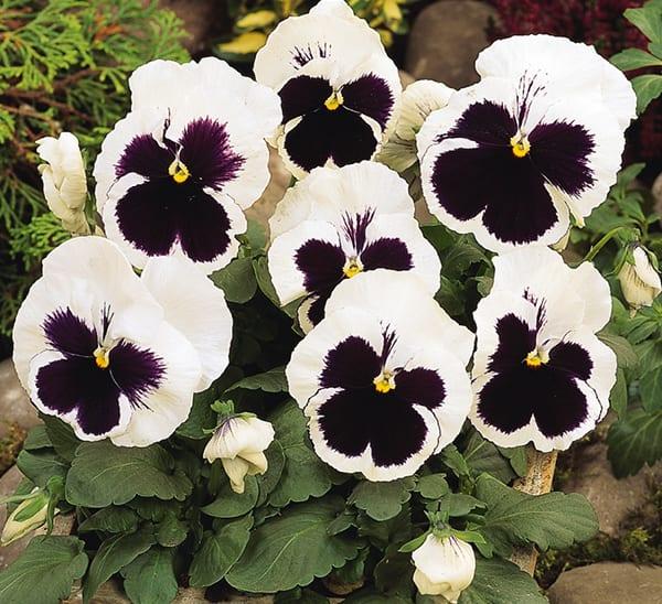 Pansy Matrix White - View 13 from www redcrocus com