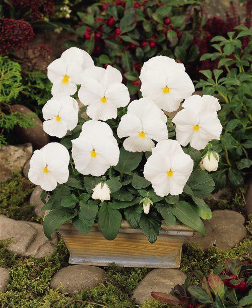 Pansy Matrix White - View 2 from www redcrocus com