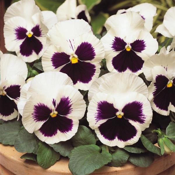 Pansy Matrix White - View 3 from www redcrocus com