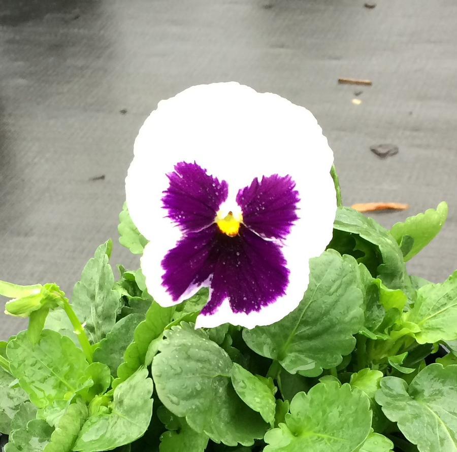 Pansy Matrix White - View 4 from www redcrocus com