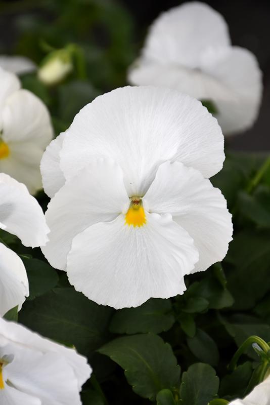 Pansy Matrix White - View 6 from www redcrocus com