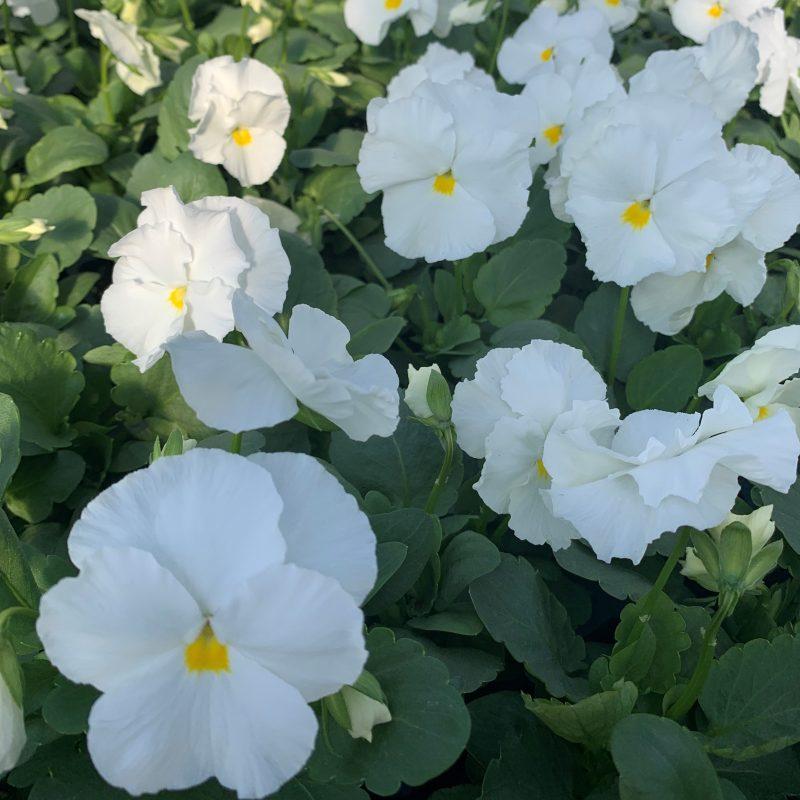 Pansy Matrix White - View 7 from www redcrocus com