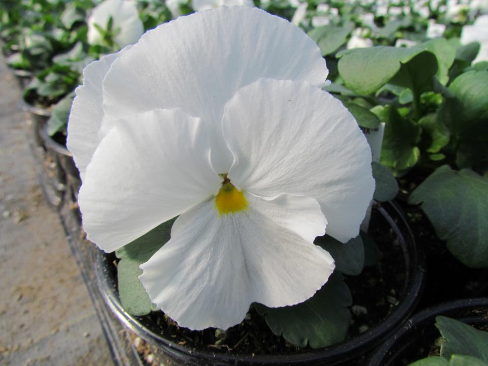 Pansy Matrix White - View 8 from www redcrocus com