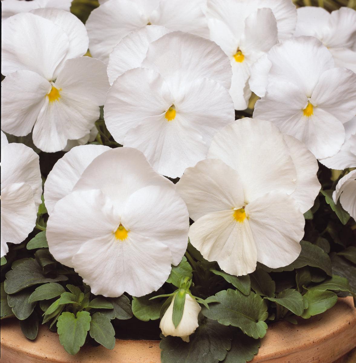 Pansy Matrix White - View 9 from www redcrocus com