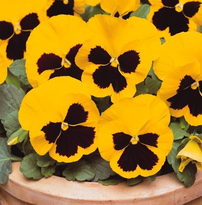 Pansy Matrix Yellow - View 10 from www redcrocus com