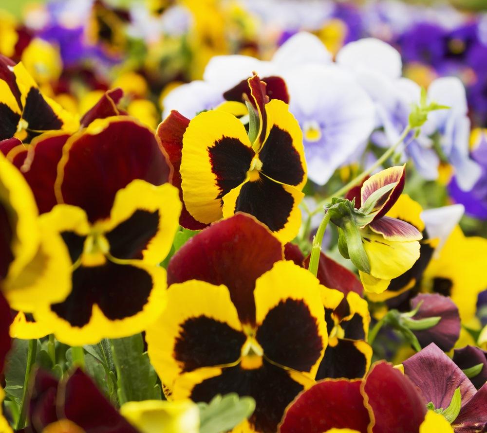 Pansy Matrix Yellow - View 11 from www redcrocus com