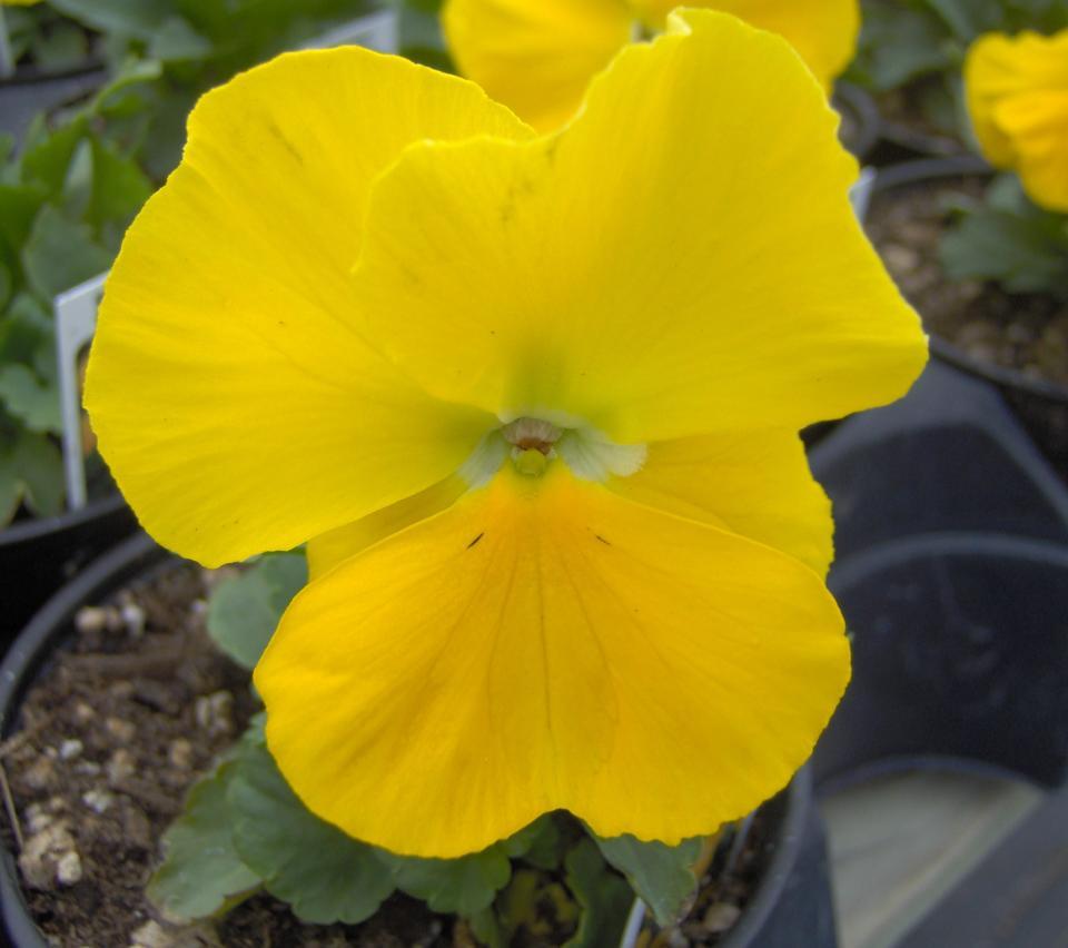 Pansy Matrix Yellow - View 12 from www redcrocus com