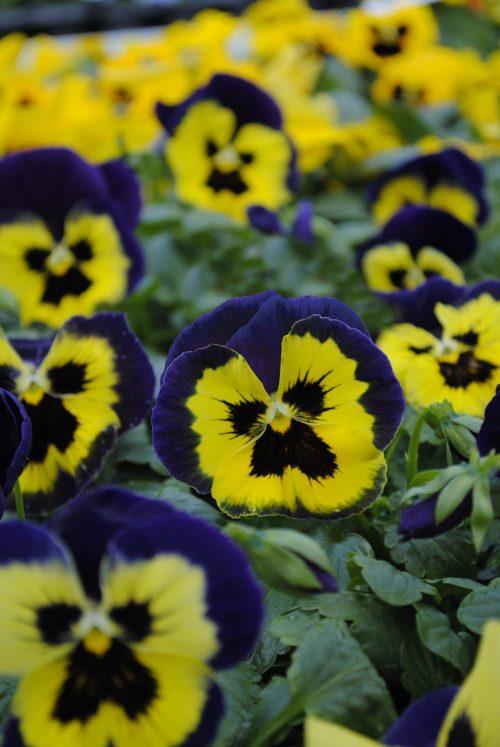 Pansy Matrix Yellow - View 14 from www redcrocus com