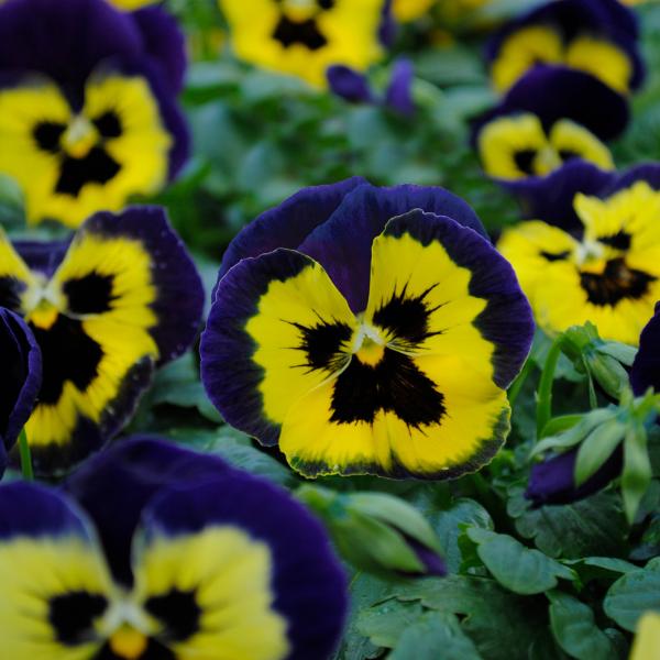 Pansy Matrix Yellow - View 15 from www redcrocus com