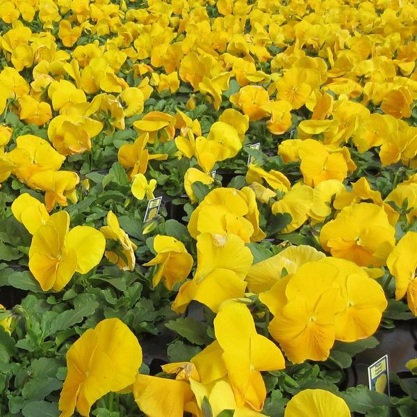 Pansy Matrix Yellow - View 2 from www redcrocus com