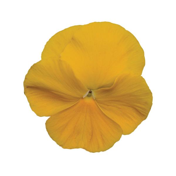 Pansy Matrix Yellow - View 3 from www redcrocus com