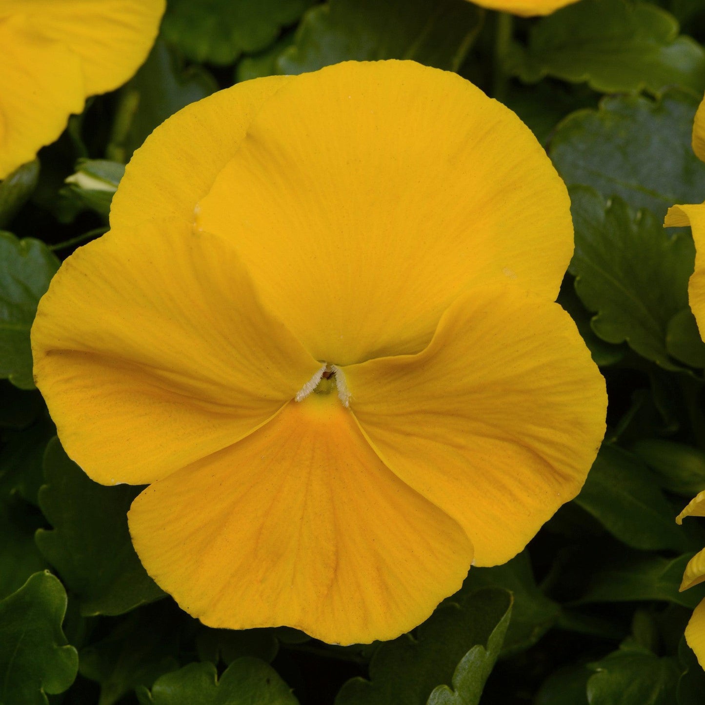 Pansy Matrix Yellow - View 4 from www redcrocus com