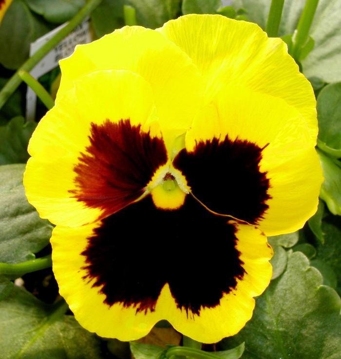 Pansy Matrix Yellow - View 6 from www redcrocus com