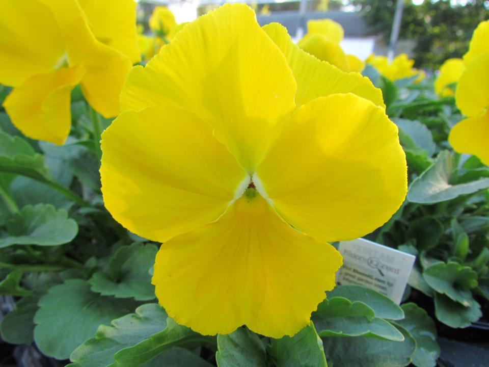Pansy Matrix Yellow - View 9 from www redcrocus com