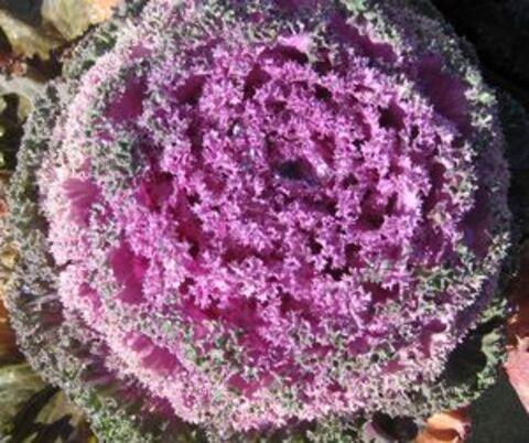 Kale 'nagoya Rose' - View 21 from www redcrocus com