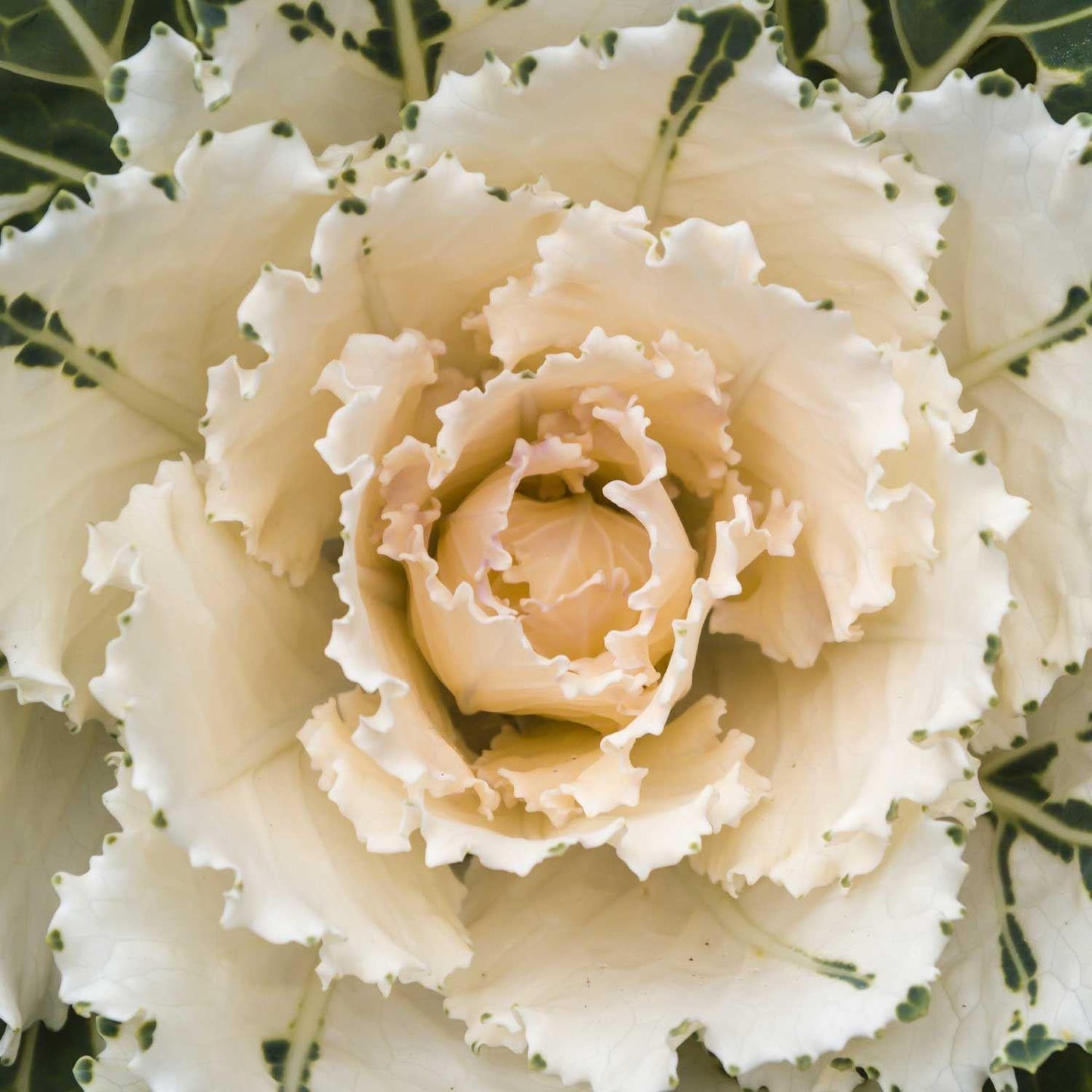 Kale 'nagoya Rose' - View 24 from www redcrocus com