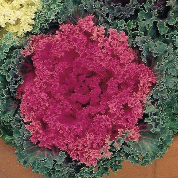Kale 'nagoya Rose' - View 8 from www redcrocus com