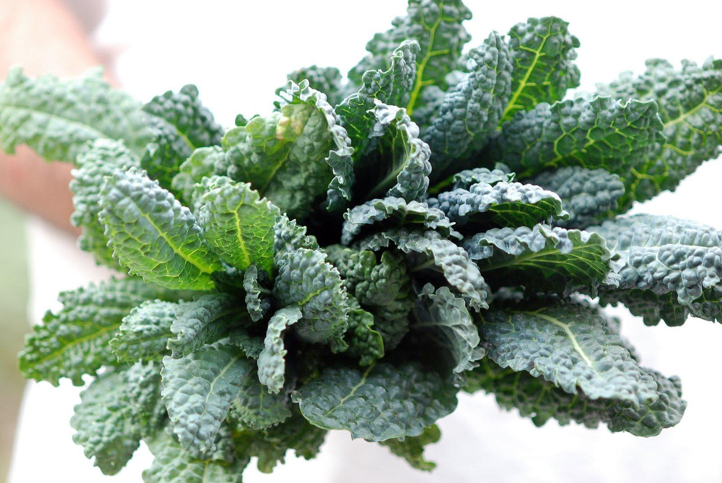 Kale Dinosaur - View 10 from www redcrocus com