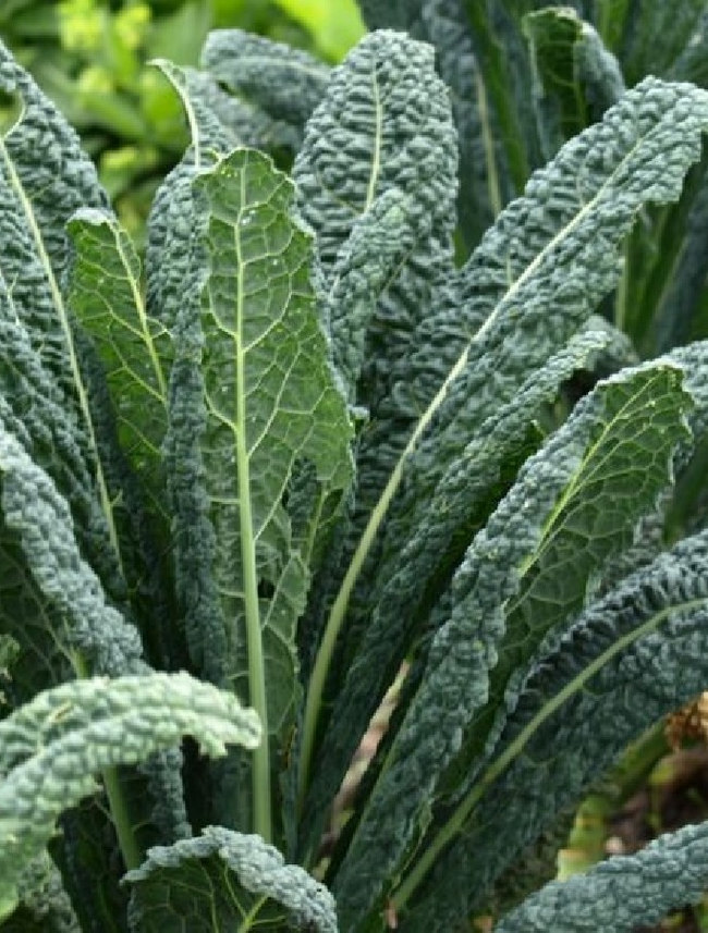 Kale Dinosaur - View 13 from www redcrocus com