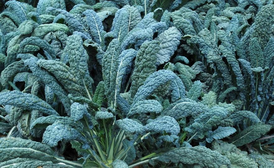 Kale Dinosaur - View 2 from www redcrocus com