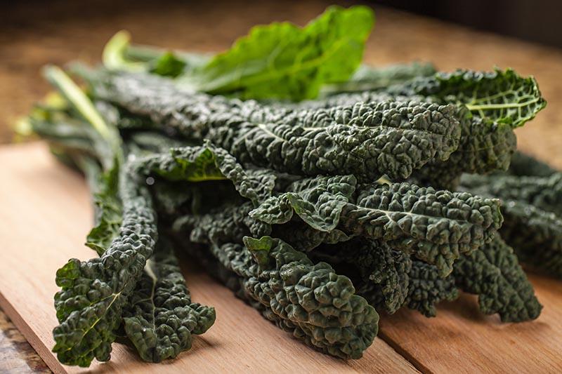 Kale Dinosaur - View 3 from www redcrocus com