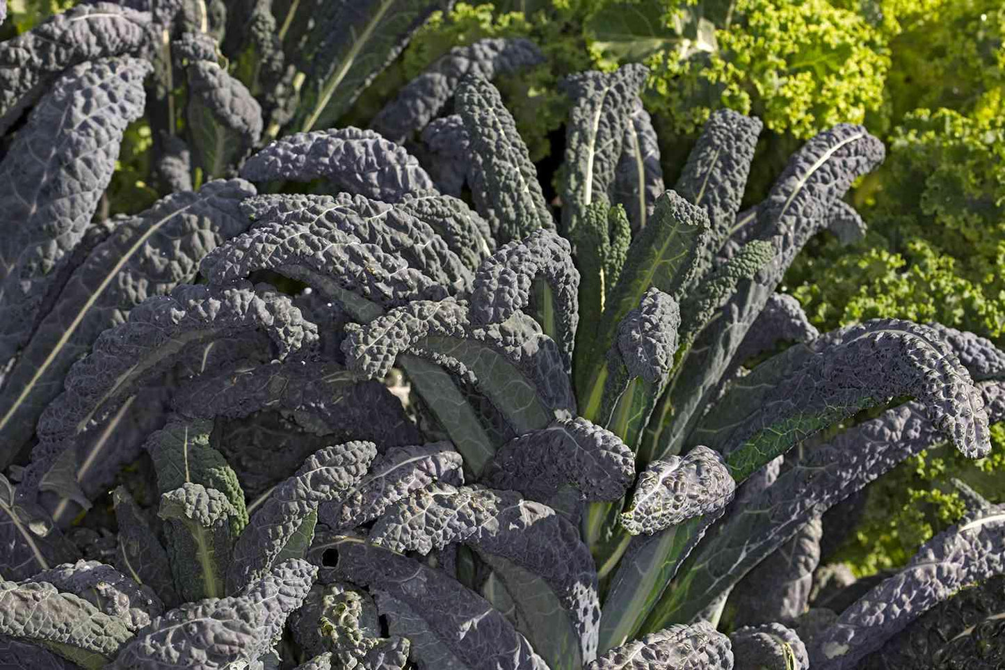 Kale Dinosaur - View 5 from www redcrocus com