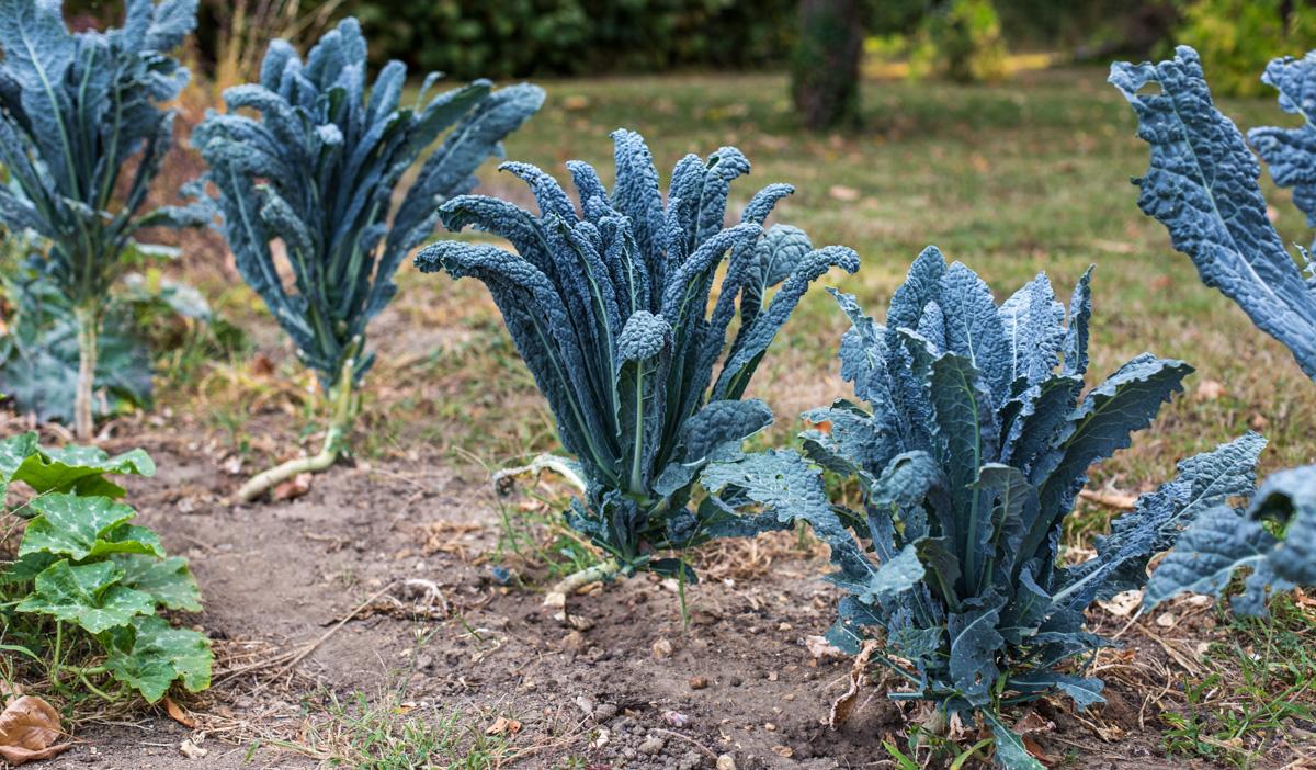Kale Dinosaur - View 6 from www redcrocus com