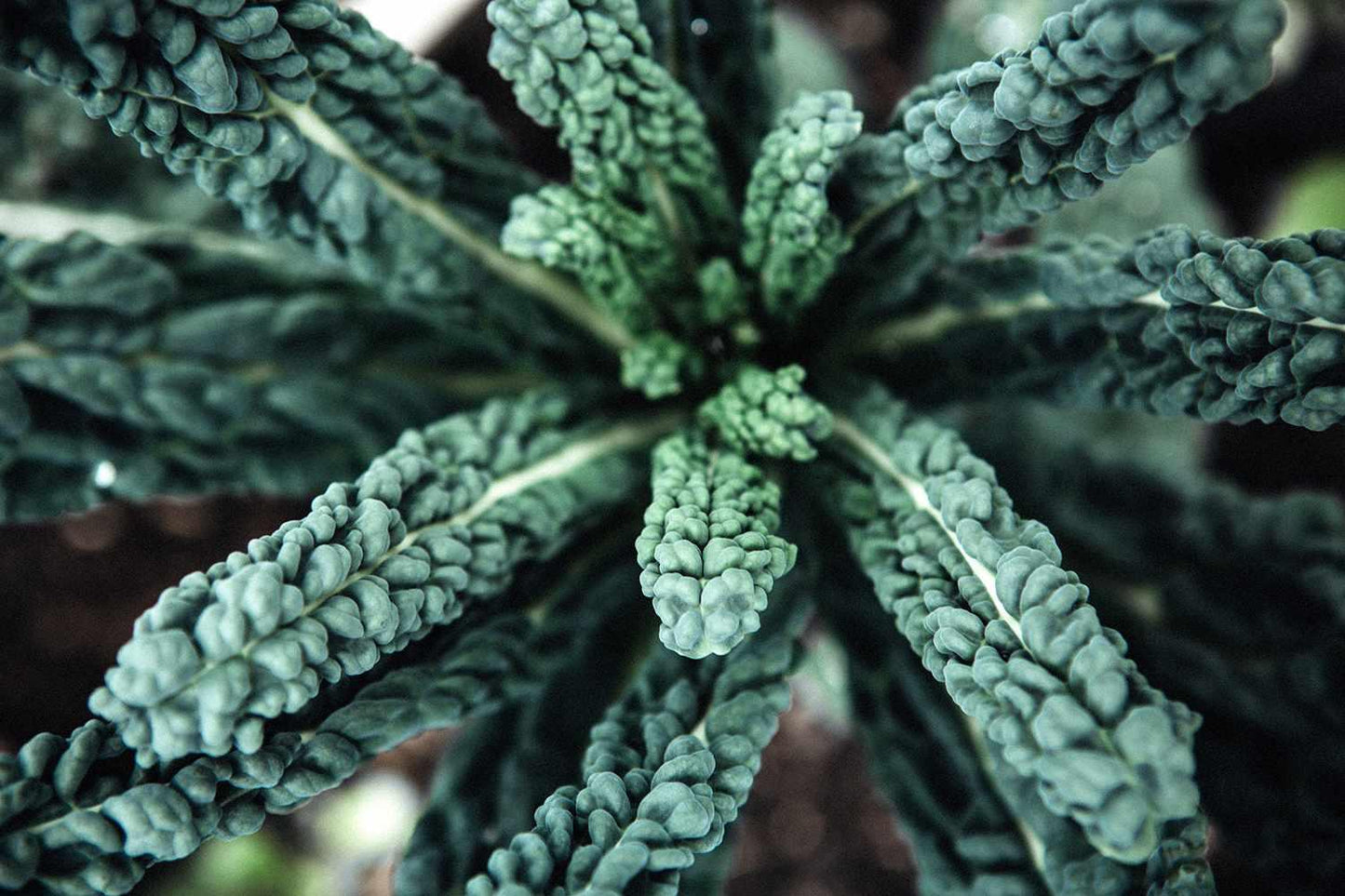 Kale Dinosaur - View 7 from www redcrocus com