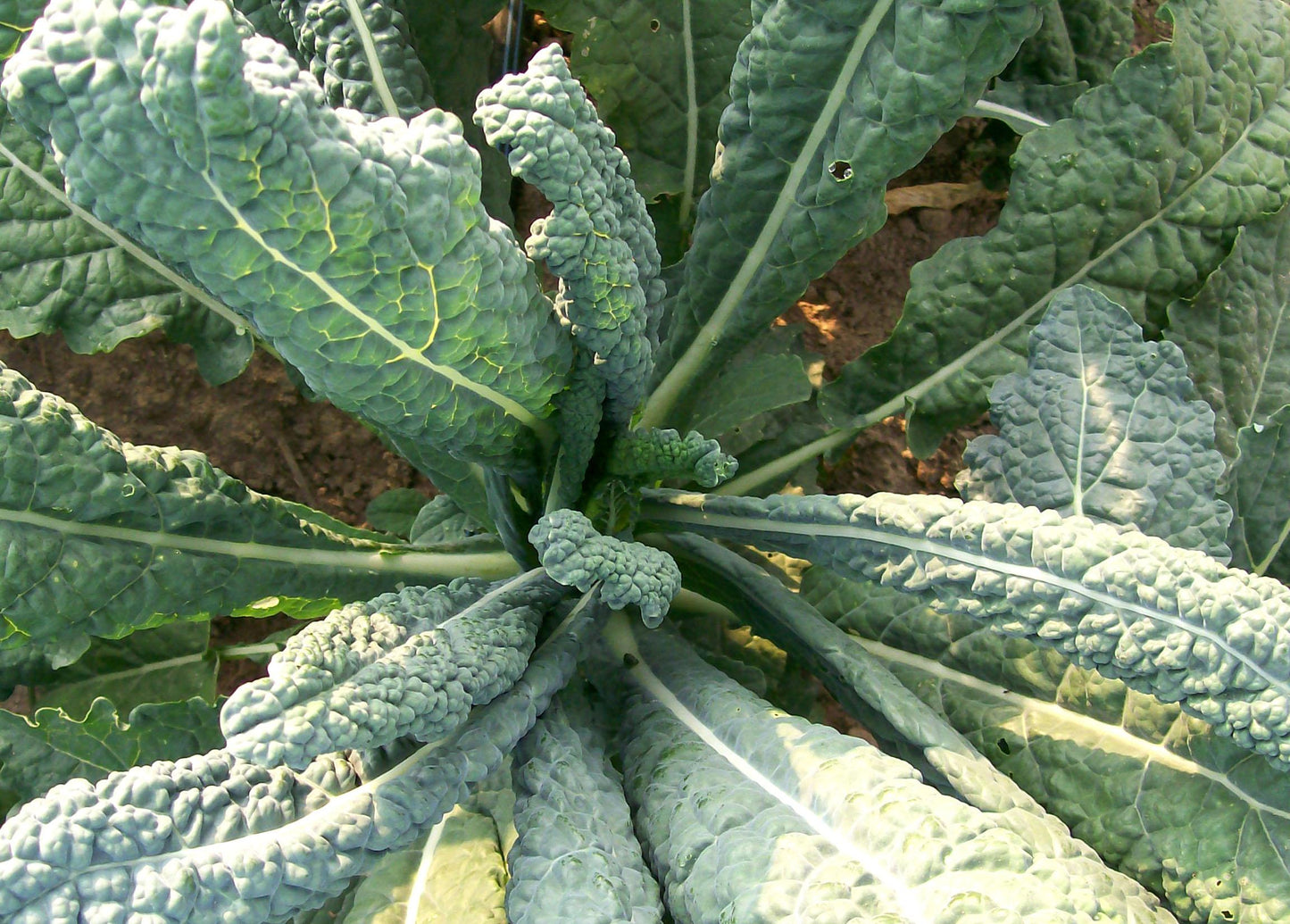 Kale Dinosaur - View 8 from www redcrocus com