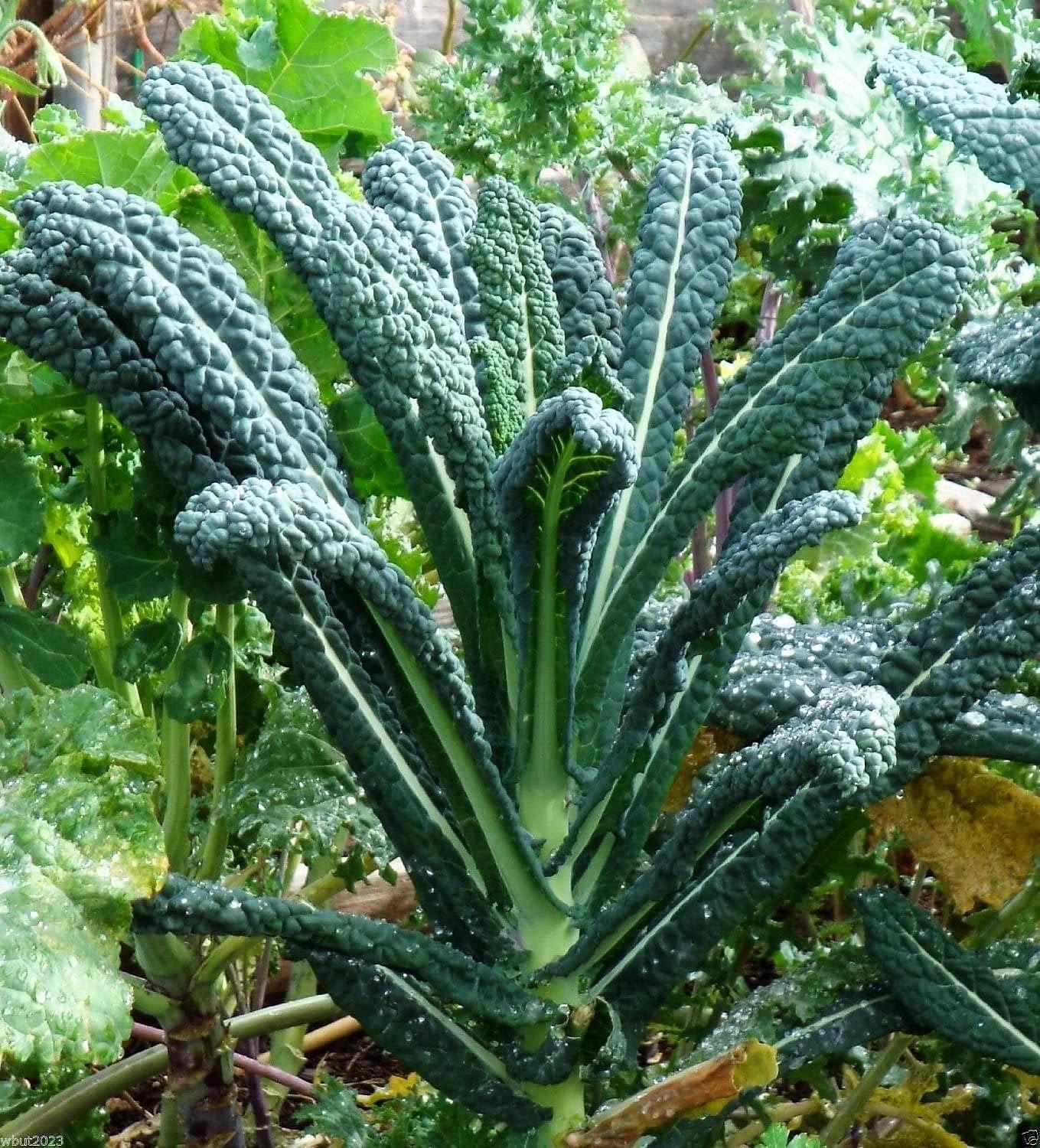 Kale Dinosaur - View 9 from www redcrocus com