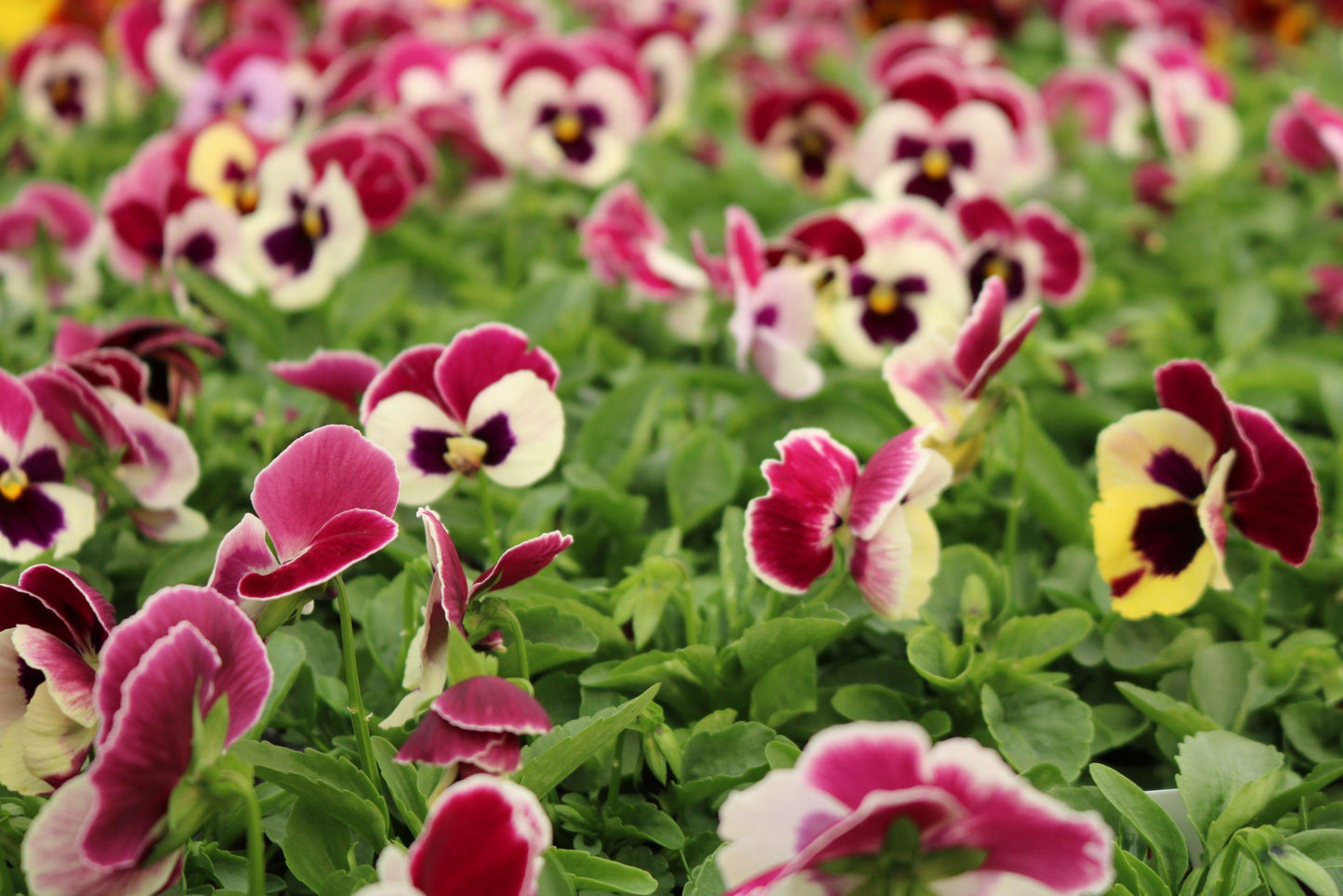 Pansy Matrix Rose Wing - View 8 from www redcrocus com