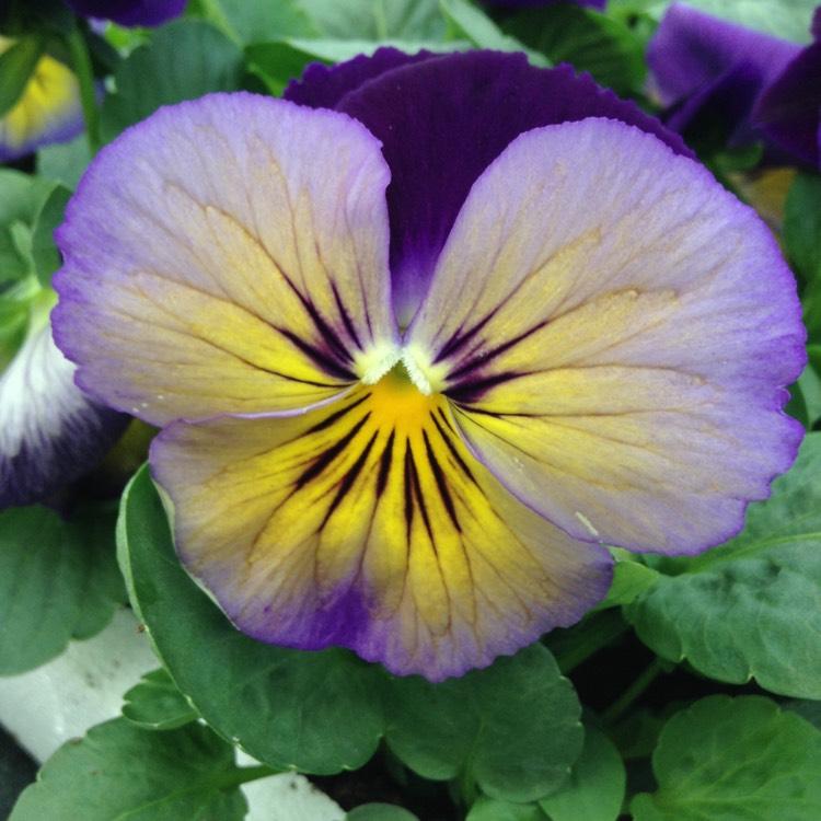Pansy Matrix Midnight Glow - View 12 from www redcrocus com