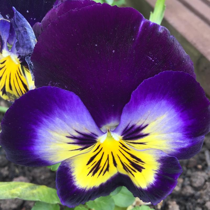 Pansy Matrix Midnight Glow - View 15 from www redcrocus com