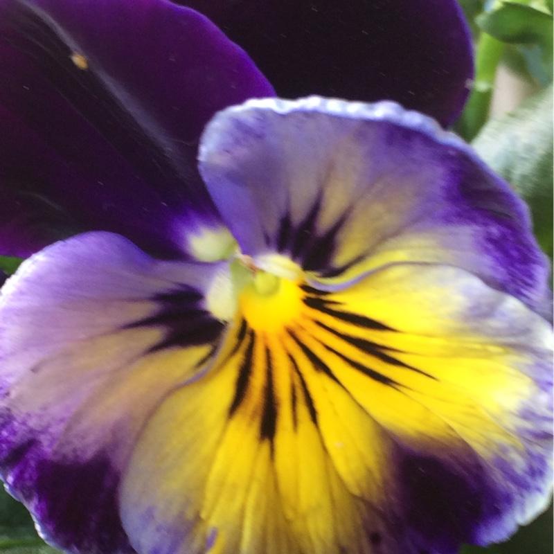Pansy Matrix Midnight Glow - View 16 from www redcrocus com